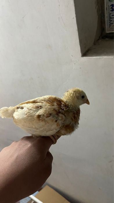 Балапандар сатылады,домашние