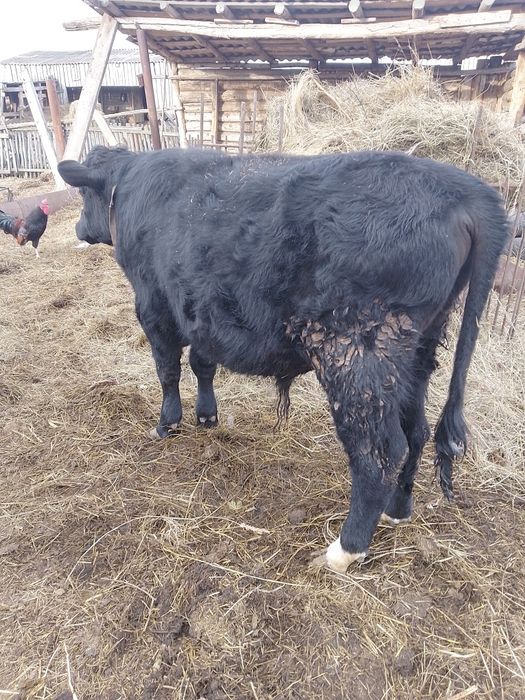 Бык бык бык.бык.