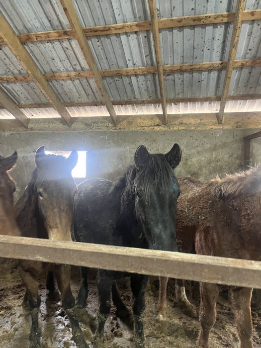 Тайлар сатыладыы