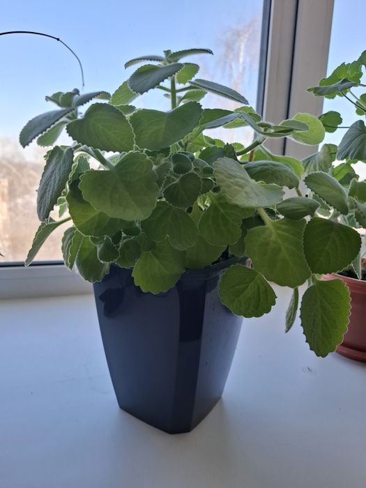 Эпипремиум,  монстера, хойя, мята