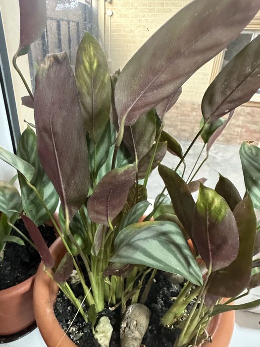 Цветы комнатные