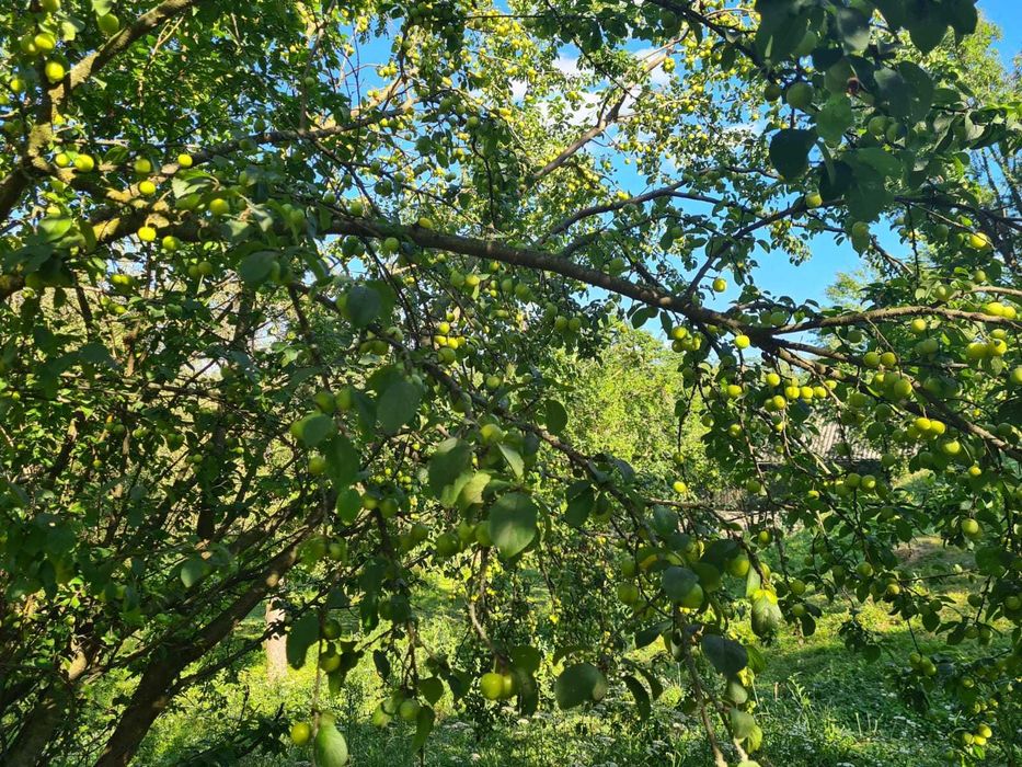 Particular Teren in Corbsori Arges - Corbii de Piatra - 33000 euro - Negociabil