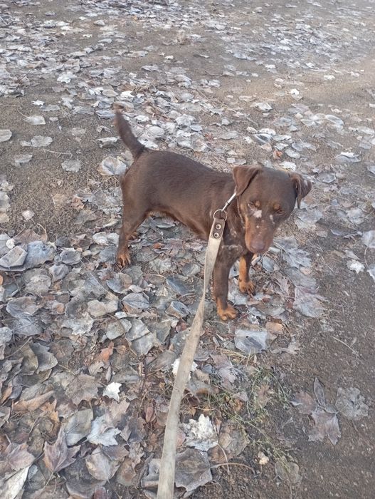 Продам суку ягдтерьера