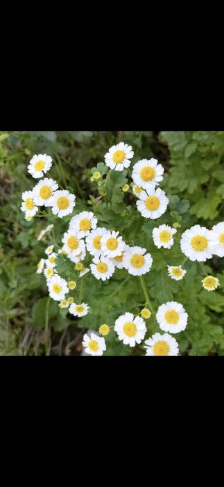 Продам цветы многолетние