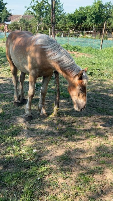 vand manza percheron