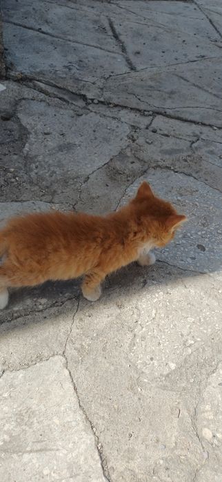 Отдам котят в хорошие руки