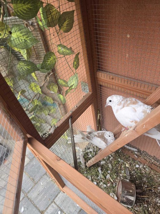 Turturele Razatoare de Vanzare