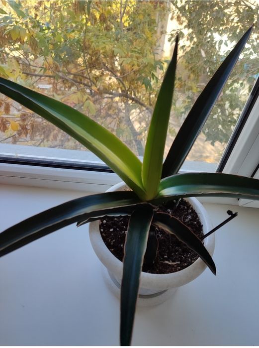 Продам сансевиерию "канарейка"