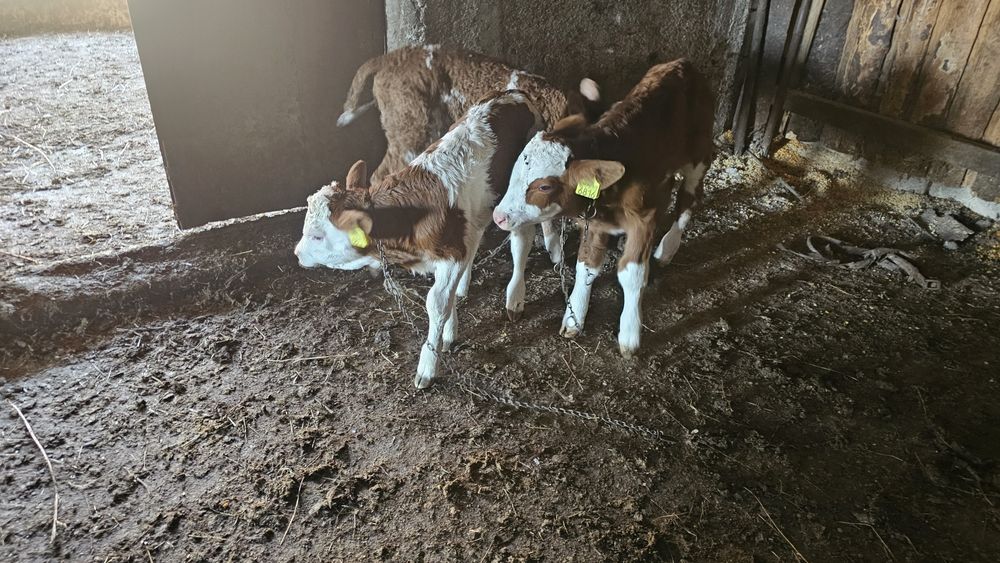 Vitei Vitel vitea  Tauras -Baltata Românească de lapte