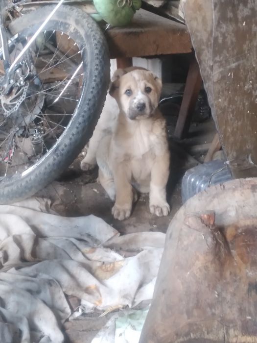Шенки Алабая девочки