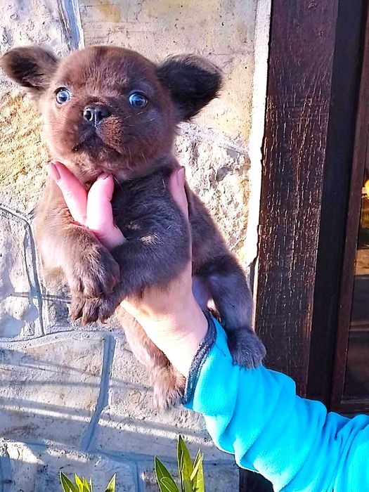 Френски булдог флъфи