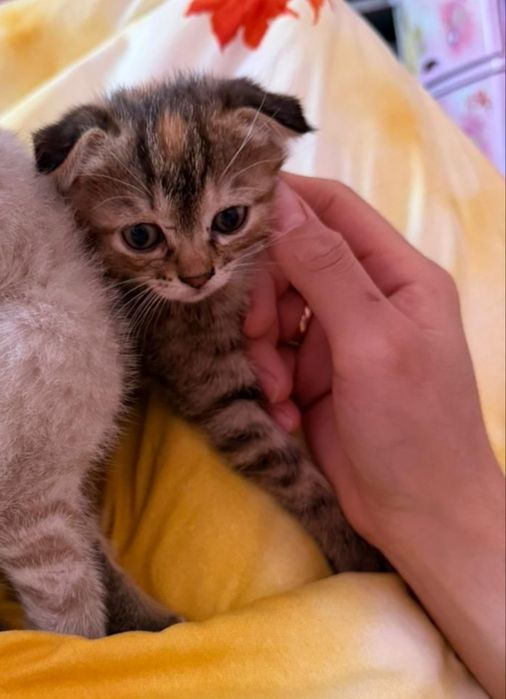 Котята породистые