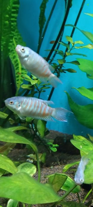 Продам Макропод голубой