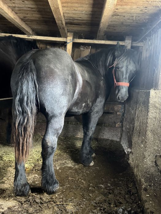 Vand manz negru singe rece unguresc