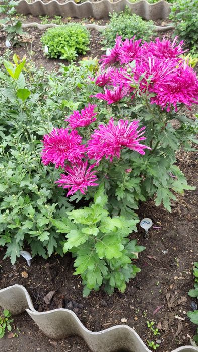 Продам георгины , хризантемы