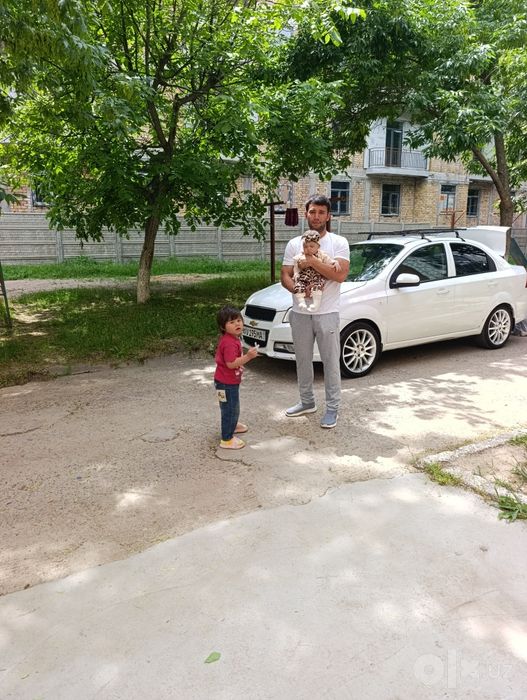 (Заголовок): Universal usta Anvar: Elektrik, Santexnik, Svarshik, Zamo
