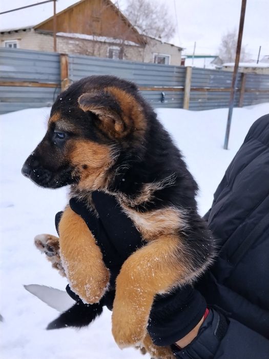 Щенок немецкой овчарки