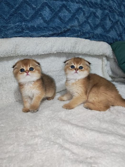 Шотландские котята