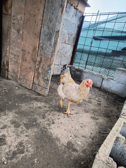 3 cocosi tineri din vară