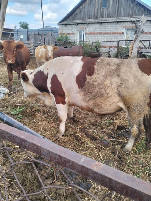 Продам 2 бычков годовалые