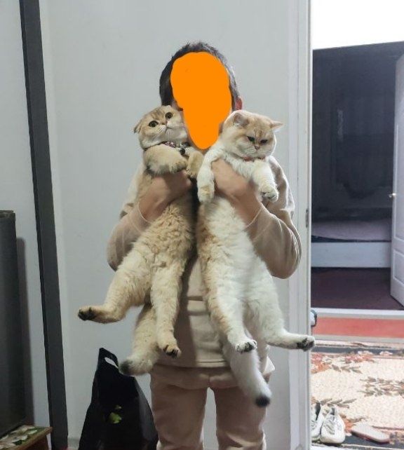 Срочно продаются пара ЗОЛОТИСТЫХ ШИНШИЛ