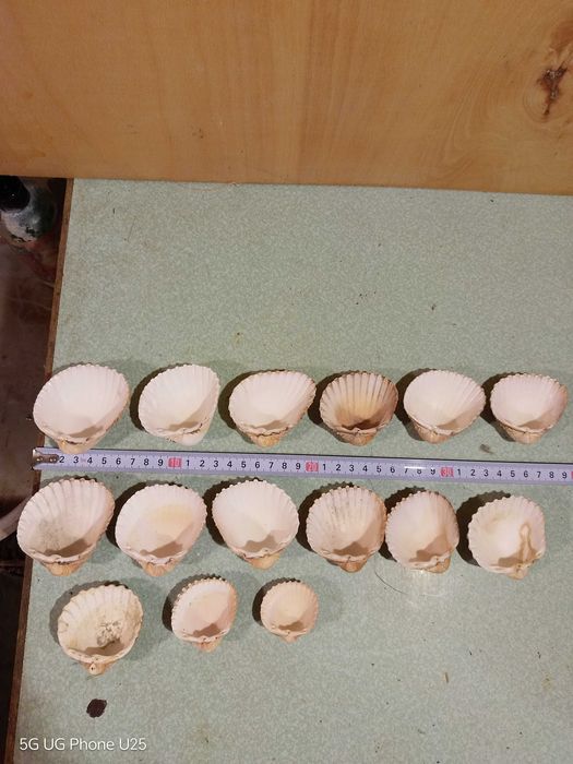 Продавам рапани раковини миди