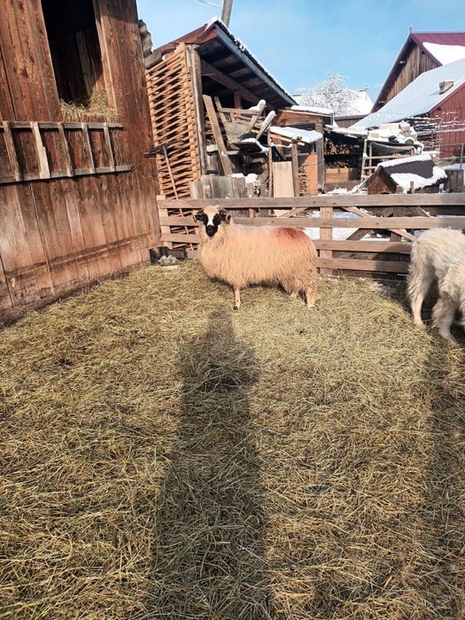 Vand sau schimb berbecut de anul trecut