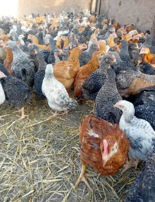 Ferma de pui zburați