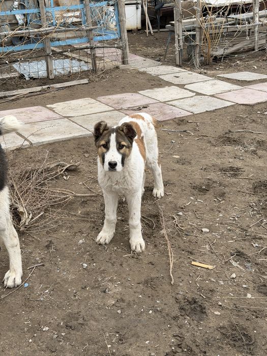 Қазақ төбет күшігі сатылады!!!