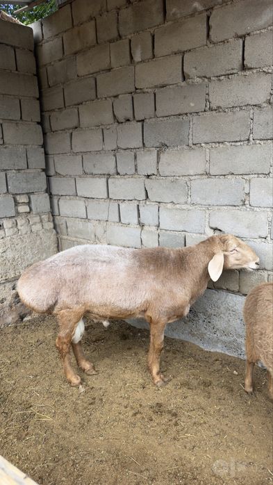 Кучкор Арашан Сотилади