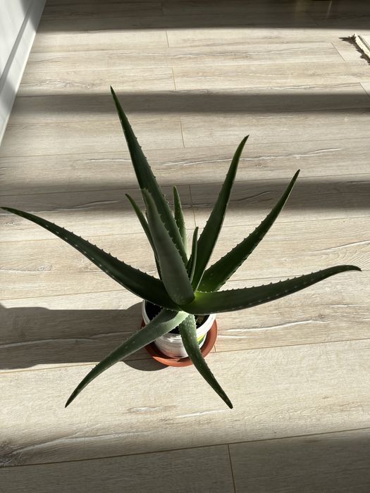 Алое вера лечебное