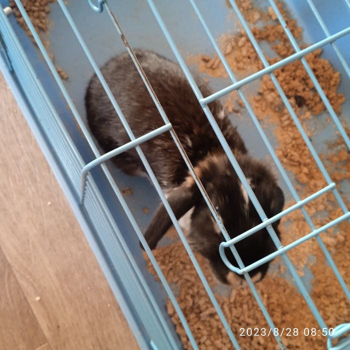 Продам кролика декаративного