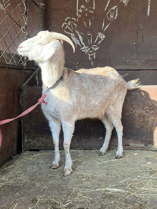 Продается дойная козы. Сүтті ешкі. Ешкі. Коза.