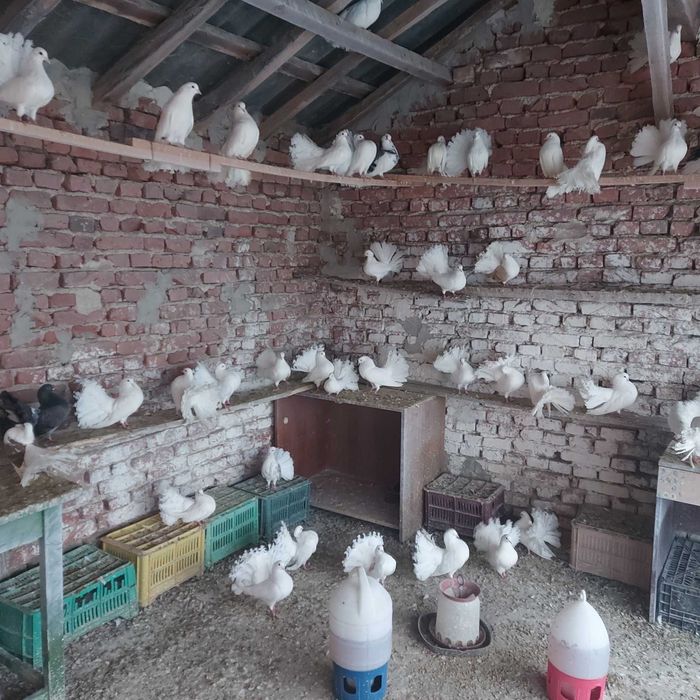 продавам гълъби финерлии - бели и пъстри