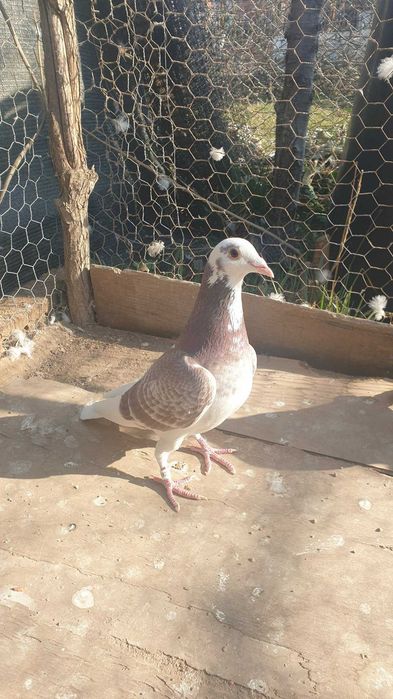 Ocazie! Vand mascul voiajor rosu baltat sport, 2025, mama clasata!