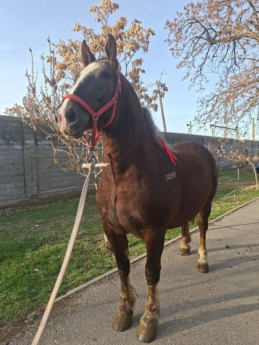 Продам супер кобылу хорошая