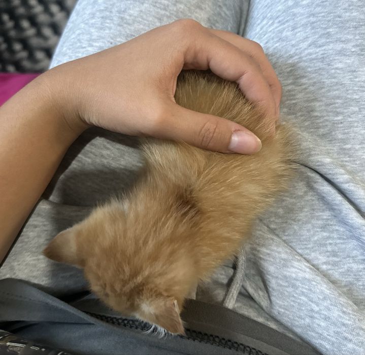 отдам котенка даром