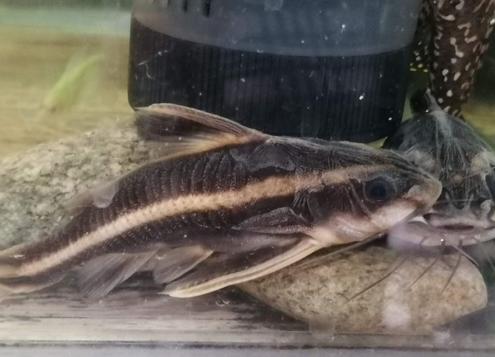 Продавам два  голями  сома  Платидоруси, Синудонтуси