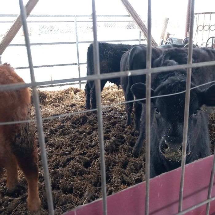 Vitei angus de vanzare