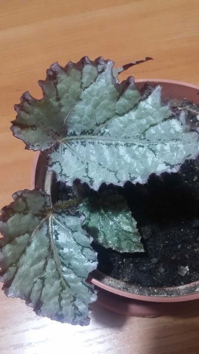 Бегония комнатная