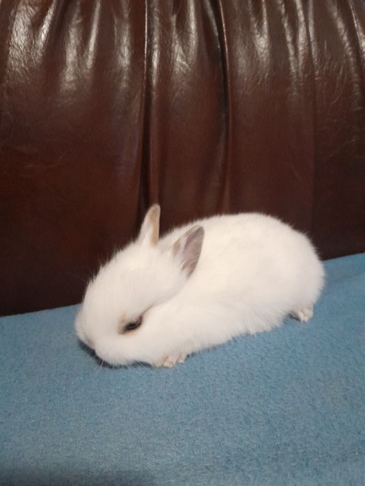 Iepurasi pitici pt copii cuminti