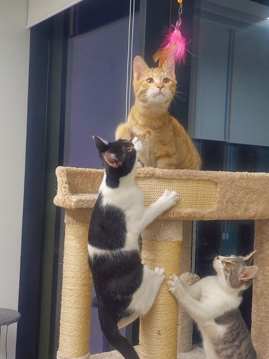 Котенок мальчик, вакцинирован,  имеет паспорт. Ташкент