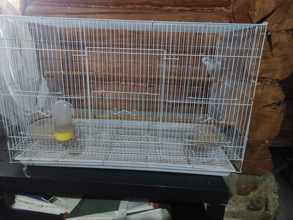 Vând papagal călugăr si cusca papagali