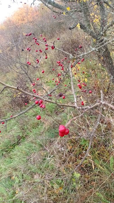Vnd porumbele si paducel