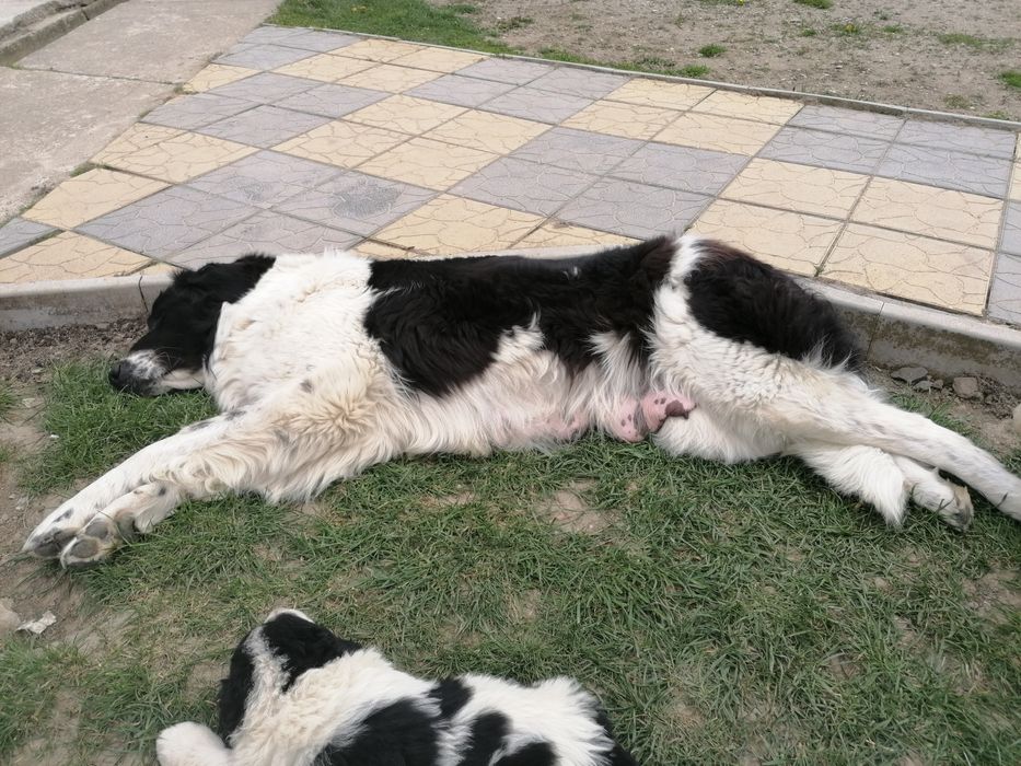 Dau spre adopție iubitorilor de animale ce se vede în poze