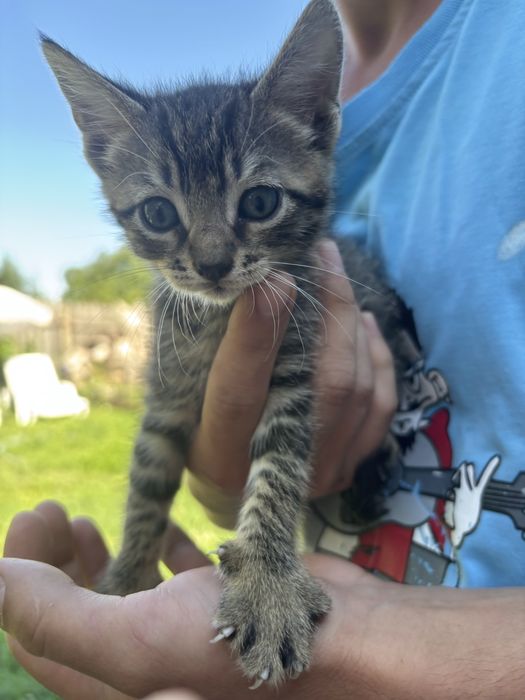 Adoptie pisoiasi