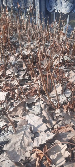 Каштан дарахт кўчат