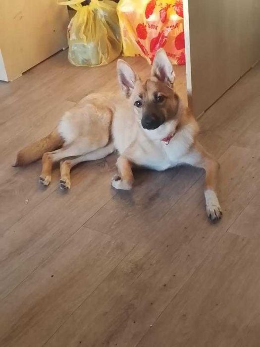 Собака в хорошие руки