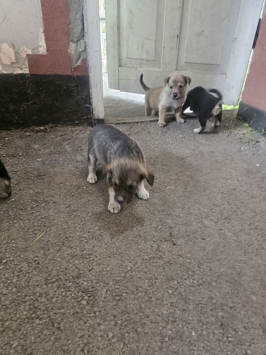 Отдам щенков 4 мальчика 1 девочка дворняшки
