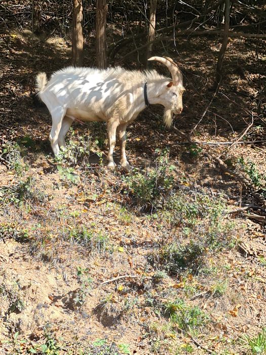 Tap metis alpin cu sannen